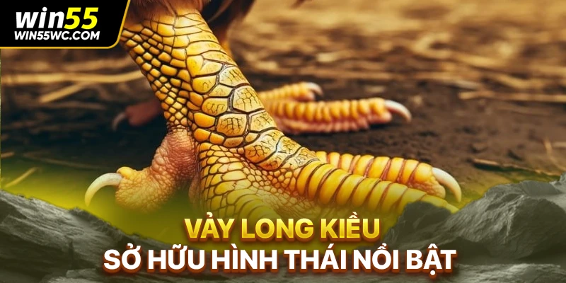 Vảy long kiều sở hữu hình thái nổi bật