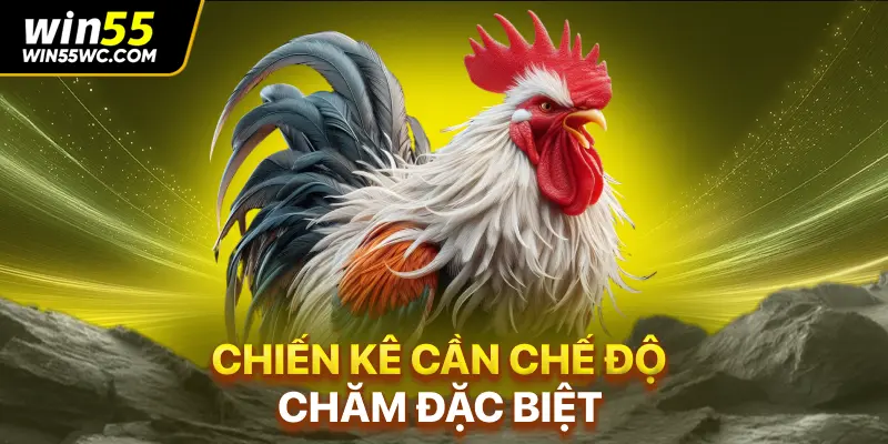 Chiến kê cần chế độ chăm đặc biệt