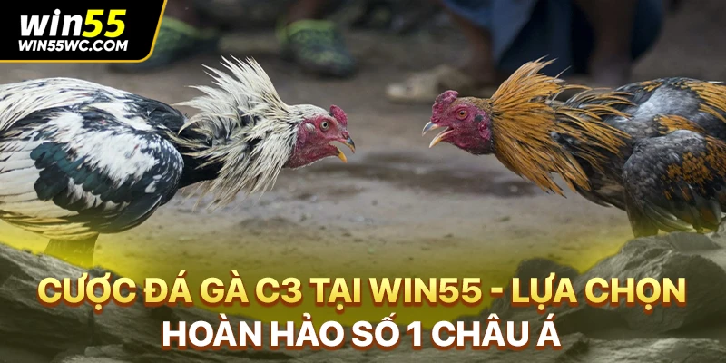 Cược Đá Gà C3 Tại WIN55 - Lựa Chọn Hoàn Hảo Số 1 Châu Á