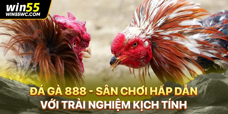 Đá Gà 888 - Sân Chơi Hấp Dẫn Với Trải Nghiệm Kịch Tính
