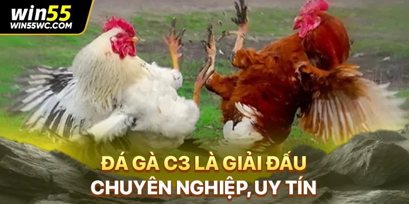 Đá gà C3 là giải đấu chuyên nghiệp, uy tín