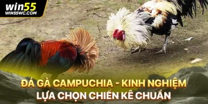 Đá Gà Campuchia - Kinh Nghiệm Lựa Chọn Chiến Kê Chuẩn
