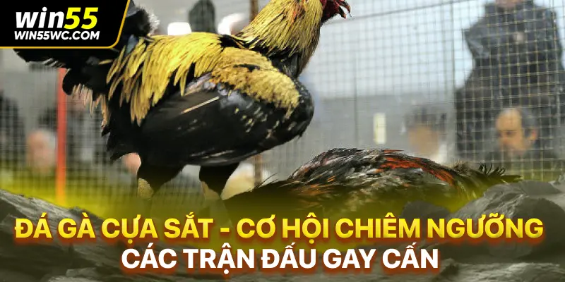 Đá Gà Cựa Sắt - Cơ Hội Chiêm Ngưỡng Các Trận Đấu Gay Cấn