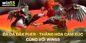 Đá Gà Đắk Puer - Thăng Hoa Cảm Xúc Cùng Với WIN55