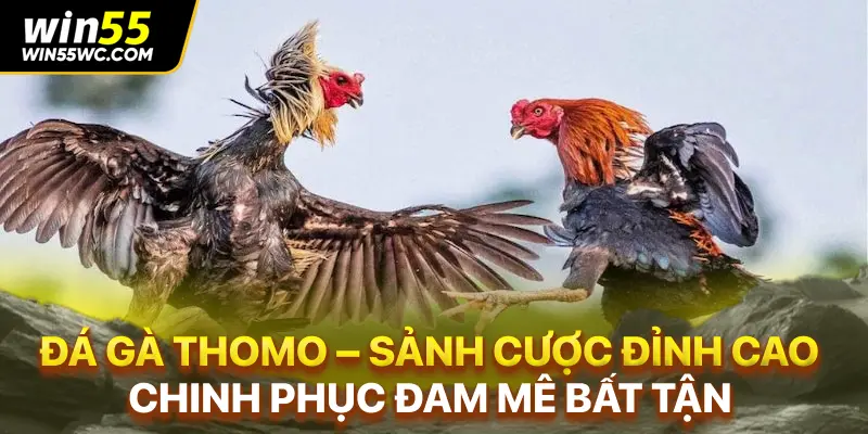 Đá Gà Thomo – Sảnh Cược Đỉnh Cao Chinh Phục Đam Mê Bất Tận