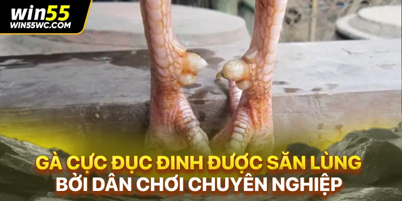 Gà Cực Đục Đinh Được Săn Lùng Bởi Dân Chơi Chuyên Nghiệp