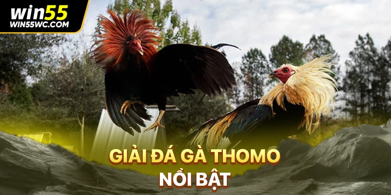 Giải đá gà Thomo nổi bật
