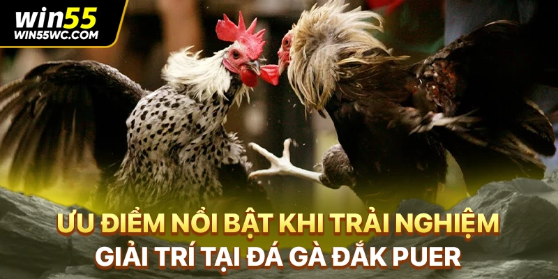 Ưu điểm nổi bật khi trải nghiệm giải trí tại đá gà Đắk Puer